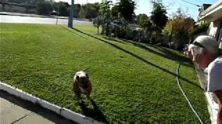 Sasha The Crazy Staffy