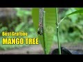 Best Season Grafting Method Mango Tree and Showing Result