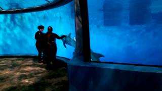 Indianapolis Zoo dolphin dome