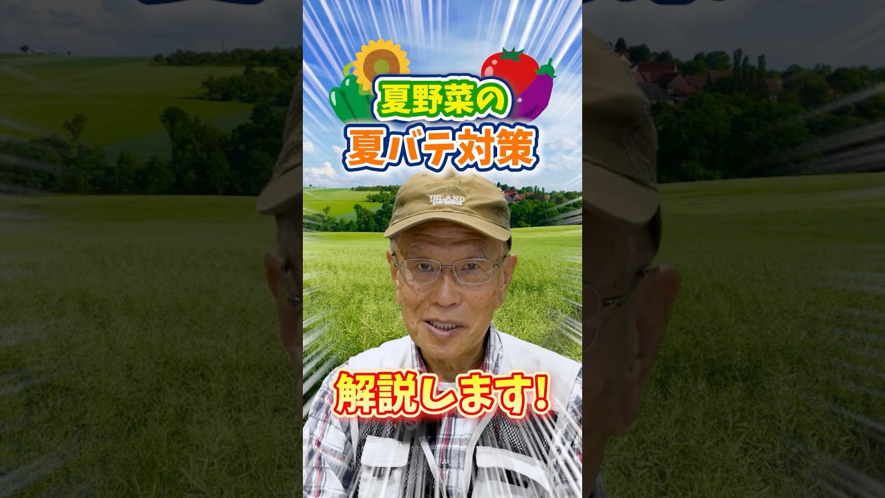 家庭菜園や農園の夏野菜栽培で40℃の酷暑を生き残る夏バテ対策!【農家直伝】#shorts