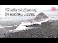 Whale washes up in eastern Japan