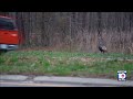 Wild turkey named Gary gets attention for wild antics!