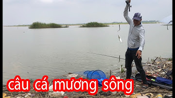 thú vị với môn câu LURE CÁ MƯƠNG SÔNG cực sướng 15 phút gần 1kg