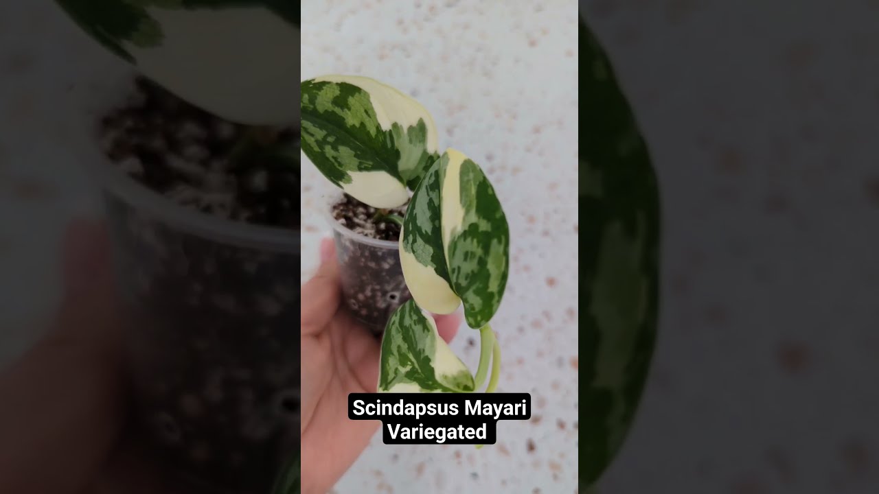 Scindapsus Mayari Variegated