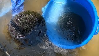 深緑色の球体鮮やかに 阿寒湖でマリモ引き揚げ