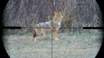 #bulgaria #predatorhunting #merkelgear #reloading #Triggercam 2.1