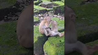 #TooCute #DailyDoseOfCuteness #MadeMyDay #AnimalsOfYouTube #HappyVibes #AdorableAnimals #LoveAnimals