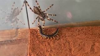 Giant Centipide vs. Venemous Tarantula