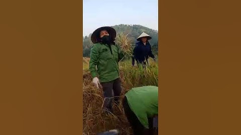 Hát Sli Lạng Sơn , Các Nghệ Nhân Xã Khánh Khê - VQ Hộ Nhau Gặt Túa Lúa Theo Cách Cổ Truyền Cực Hay