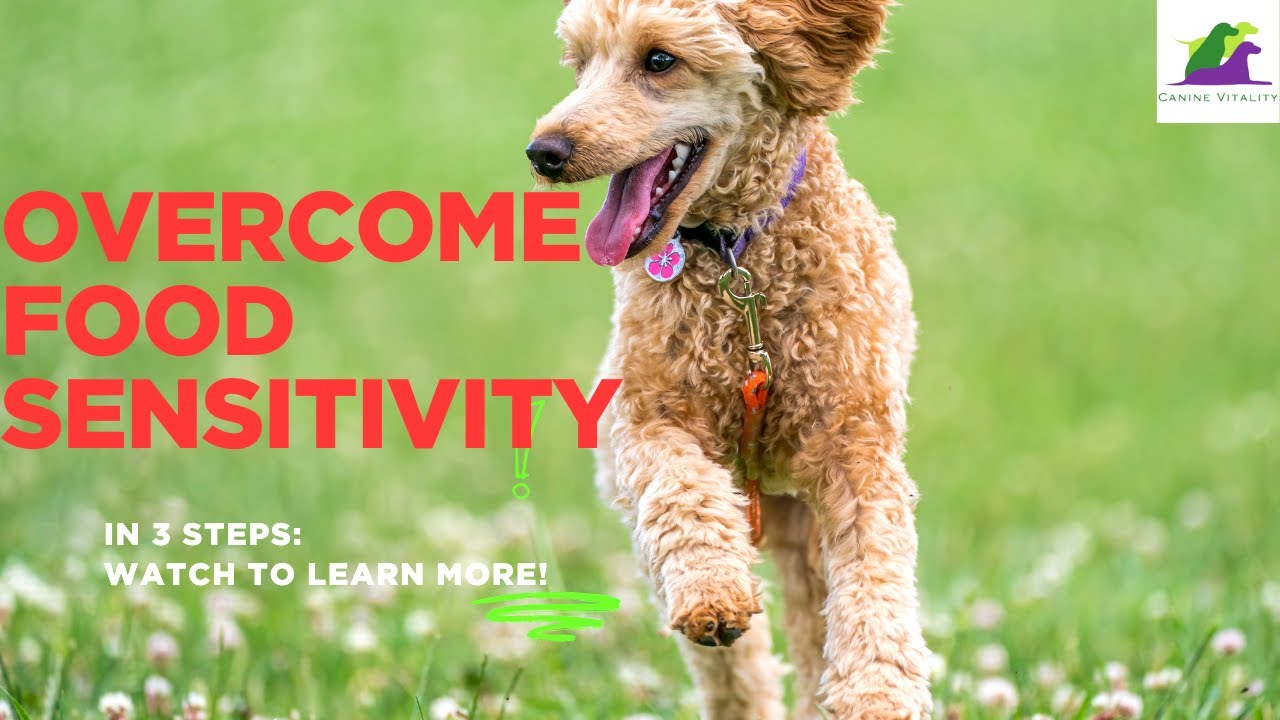 3 Steps To Overcoming Food Sensitivity in Your Dog