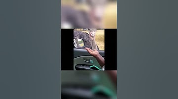 Horse Hates Men & Chick on Face: TikTok Video Goes Crazy! #shorts