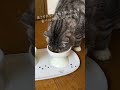 【スリコ】この猫の食器がかわいすぎて驚愕！ #スリコ #猫 #100均