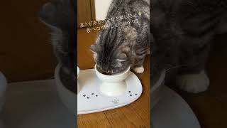 【スリコ】この猫の食器がかわいすぎて驚愕！ #スリコ #猫 #100均