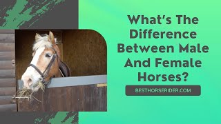 Are Male Or Female Horses Better?