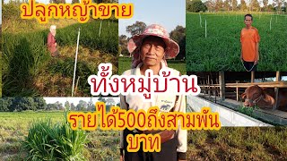 ไม่ตามกระแส.แต่ทำมานานทั้งหมู่บ้านปลูกหญ้่ากินนีบอมซา.รายได้500ถึงสามพัน.หน้าแล้งขายดีมากๆตามถึงสวน.