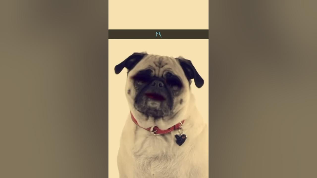 Dog says Sausages YouTube