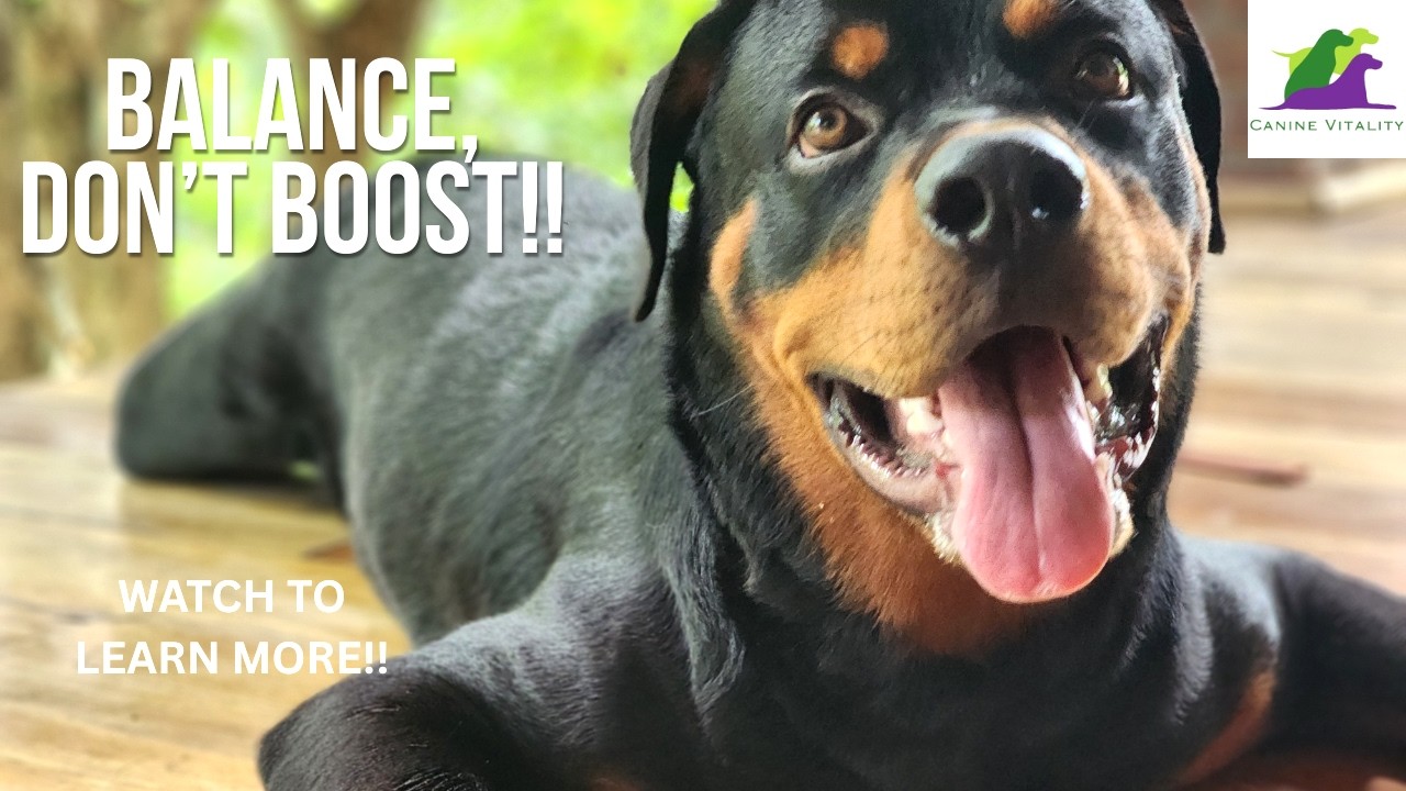 Is Boosting Your Dog's Immune System Making them worse??