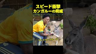 スピード、オスのカンガルーの脅威を知り絶望!?