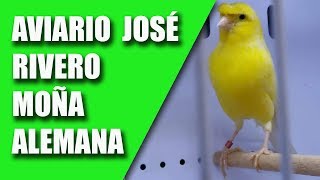 CRIA CANARIOS (AVIARIO JOSE RIVERO-MOÑA ALEMANA)