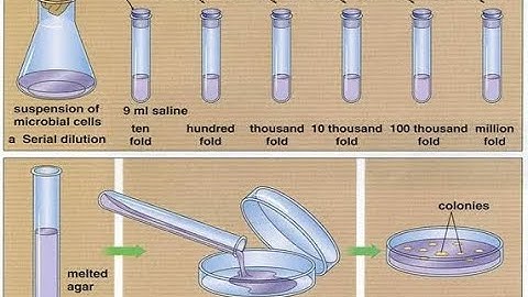 Serial dilutions and pour plate technique