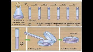Serial dilutions and pour plate technique