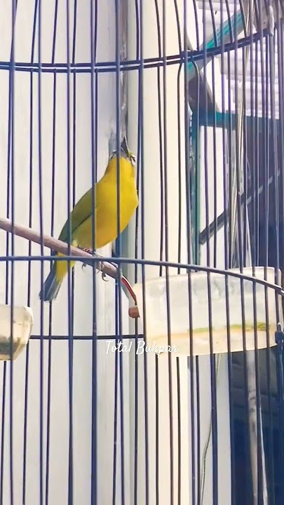 pleci dakun pacitan belajar nembak #totalbukpar #plecimania #birds #pleci