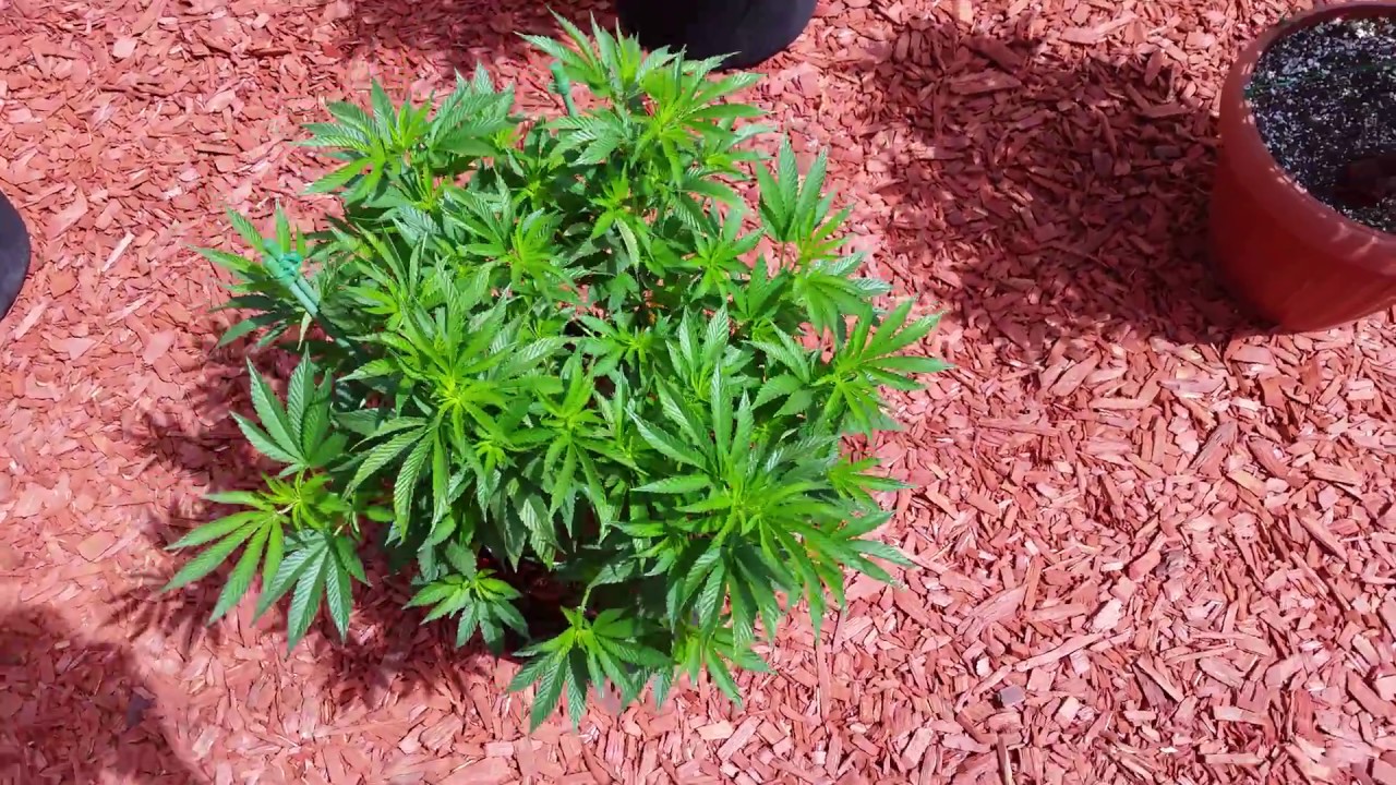 Mexicali Outdoor Cannabis Grow  April 25
