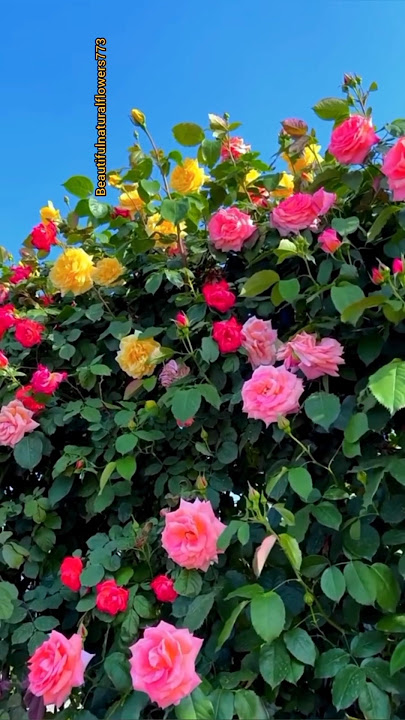 Rose Flower status #nature #shortsviral #roseflower