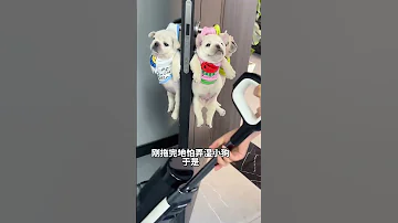 How Can People Be So Smart Magic Fighting Cute Pets Debut Plan Magic Fighting Stupid Cute Cut 