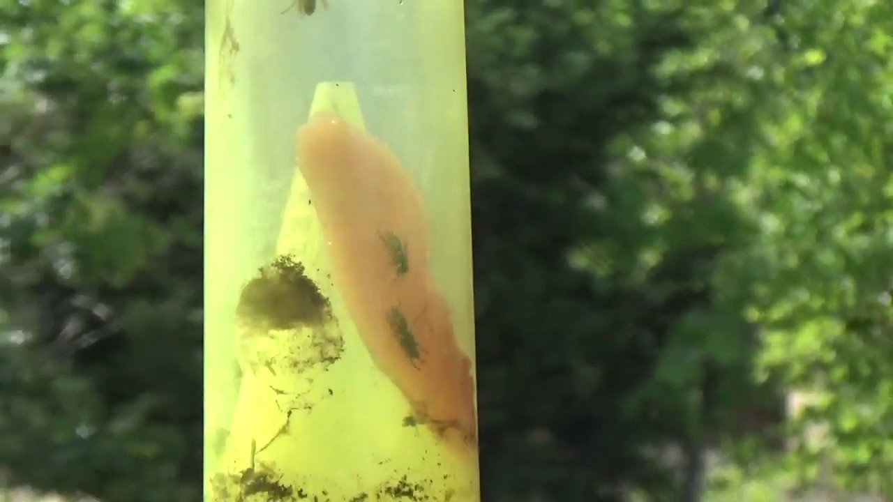 Best Food Attractant Bait for Yellow Jackets YouTube