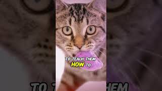 Why Do Cats Bring You Dead Animals 🐭 (Shocking Truth!) #shorts #cats