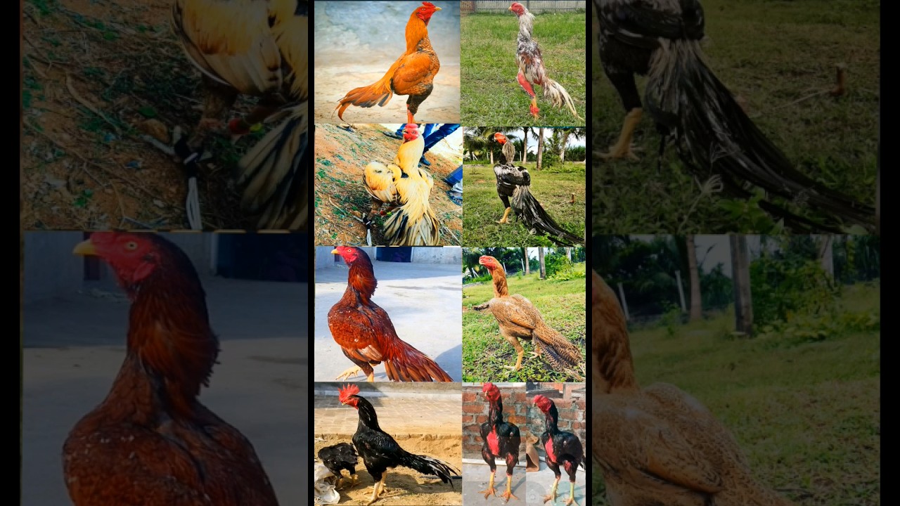 Top 10 Aseel Murga Breeds | Top World Aseel Breed 