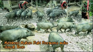 Memberi Makan Babi Peliharaan yang Dilepas ke Alam Liar