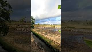 Смешные утки на рисовых полях Бали
