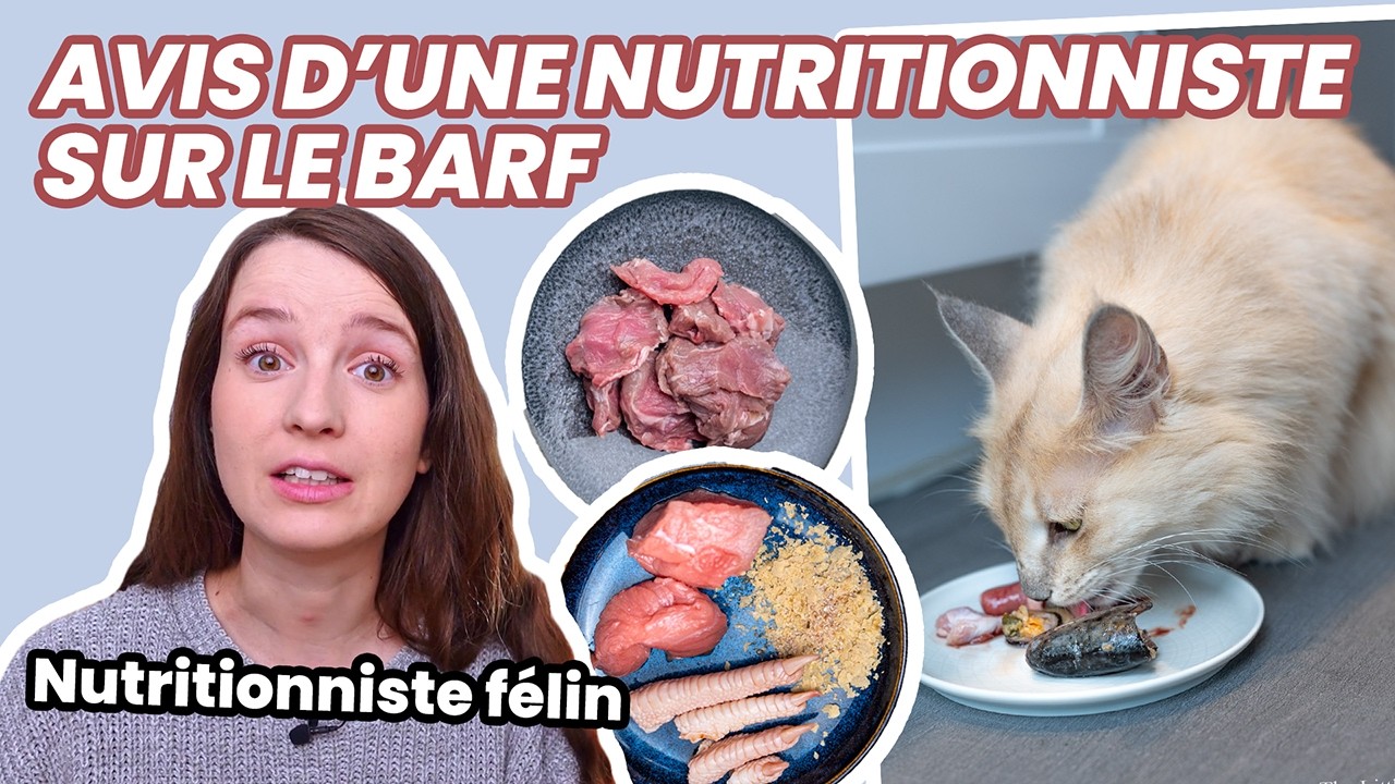 Pourquoi nourrir son chat sans croquettes ?