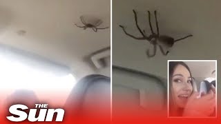 Family scream in terror as HUGE spider crawls inside their car