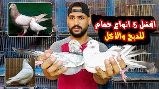 افضل 5 انواع حمام للتربيه و للاكل بالاسعار والمواصفات