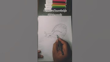 Draw anatomy of Garden Snail #biology #drawing #sketch #diy