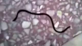 How to differentiate between Snake and Earthworm...