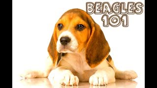 BEAGLES 101 : What are BEAGLES all about?