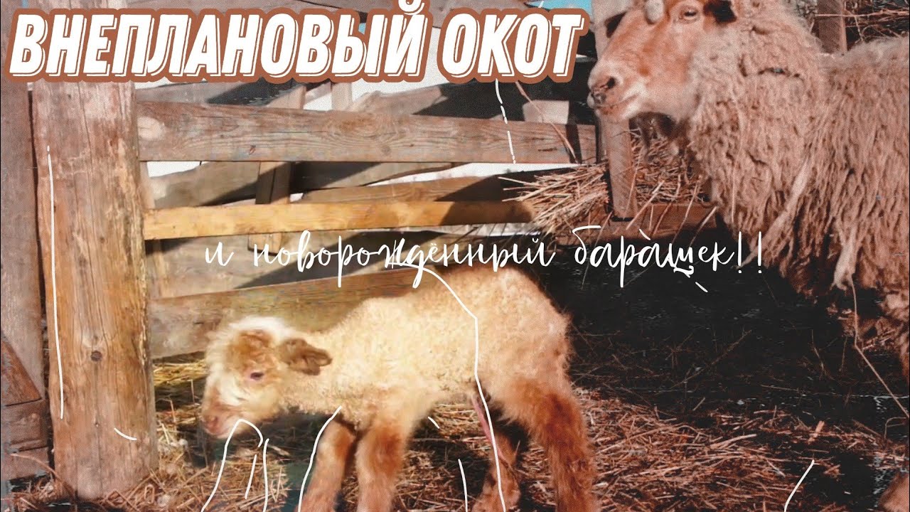 овца не принимает ягненка