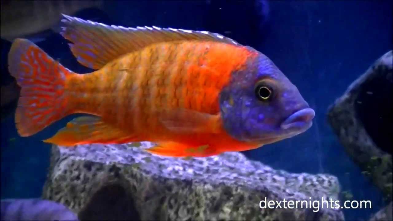 Red Peacock Cichlids