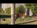 Tiger feed  sydney zoo