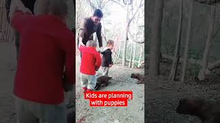 Puppies,Kids And Animals,Cute Puppies,Puppies Playing,Puppies And Babies,Golden #Shortviralyoutube