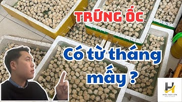 Trứng và Giống ốc bươu đen, ốc nhồi miền bắc có từ tháng mấy ?