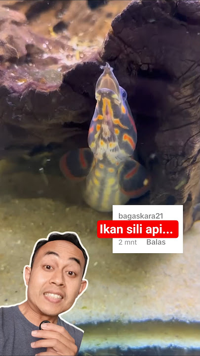 Unique fire sili fish #aquarium #aquascape #ornamental fish #unique fish