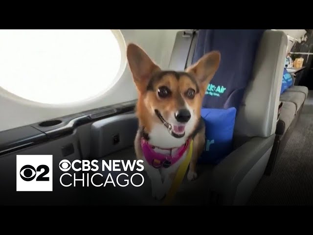 Bark Air, a new airline for dogs, set to take its first flight class=