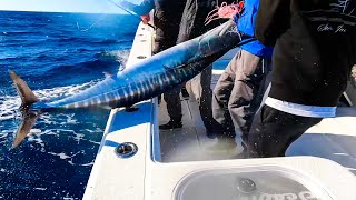 Fishing For the Fastest FISH in the World Catch Clean Cook The Bahamas