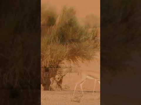 فاقد اللي حبها مثل الفريضة