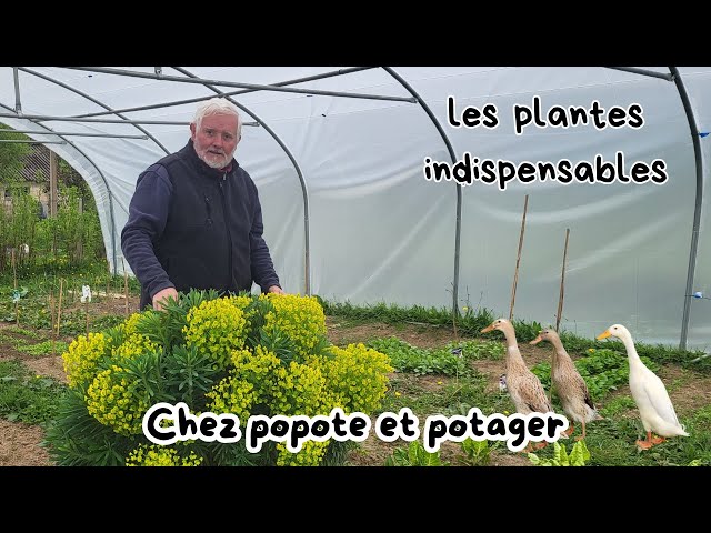Cette plante triple action transforme votre potager : protection, pollinisation et saveurs
